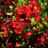 Chaenomeles sup. 'Crimson And Gold'