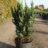 Chamaecyparis l. 'Little Spire'