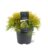 Chamaecyparis pis. 'Filifera Aurea'