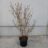 Chimonanthus praecox 'Grandiflorus'
