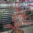 Chaenomeles spec. 'Rubra'