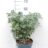 Choisya tern. 'Greenfingers'®