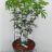 Choisya tern. 'Greenfingers'®