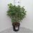Choisya tern. 'Greenfingers'®