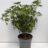Choisya tern. 'Greenfingers'®