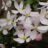 Clematis armand. 'Apple Blossom'