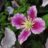 Clematis hybr. 'Piilu'
