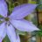 Clematis hybr. 'Elsa Spath'