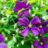 Clematis 'Etoile Violette'