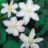 Clematis hybr. 'Gladys Picard'