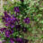 Clematis hybr. 'Jackmanii'