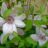 Clematis hybr. 'Jan Pawell Ii' (= 'john paul ii')
