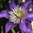 Clematis hybr. 'Multi Blue'