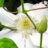 Clematis hybr. 'Mme. Le Coultre'