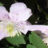 Clematis mont. 'Mayleen'