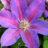 Clematis hybr. 'Mrs. N. Thompson'