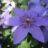 Clematis 'Parisienne Boulevard'®
