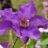 Clematis hybr. 'The President'
