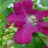 Clematis hybr. 'Rouge Cardinal'