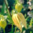 Clematis tangutica