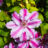 Clematis hybr. 'Tudor'