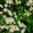 Clematis vitalba