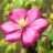 Clematis hybr. 'Ville de Lyon'