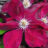Clematis hybr. 'Warszawska Nike'