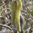 Corylus av. 'Contorta'