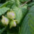 Corylus avellana