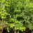 Cornus controversa