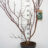 Cornus contr. 'Pagoda'