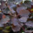 Cotinus dummeri 'Grace'