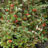 Cotoneaster franchetii