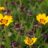 Coreopsis grand. 'Sunfire'