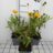 Coreopsis grand. 'Sunray'