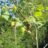 Corylus 'Hallesche Riesen' (= 'bollwiller')