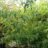 Cornus kousa 'China Girl'