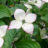 Cornus kousa 'China Girl'