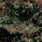 Cotoneaster lacteus