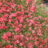 Coreopsis hybr. 'Limerock Ruby'
