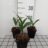 Convallaria maj. 'Rosea'