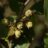 Corylus hybr. 'Nottingham Frühe' (= 'p. prolific')