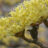 Cornus officinalis