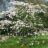 Cornus florida