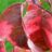 Cornus flor. 'Rainbow'