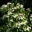 Cornus kousa 'Milky Way'
