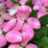 Cornus kousa 'Satomi' (='new red/rosabella')