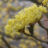 Cornus officinalis
