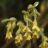 Corylopsis pauciflora